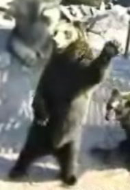 Hey There, Hungry Bear!